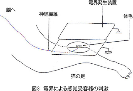 体表面の感覚受容器への刺激作用